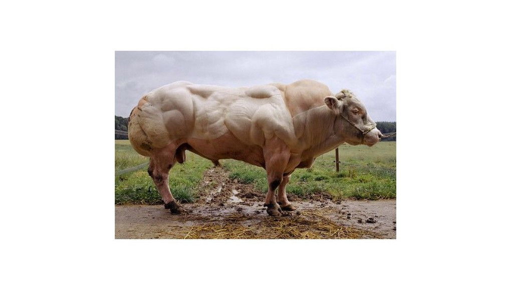 belgian-blue-bull.jpg