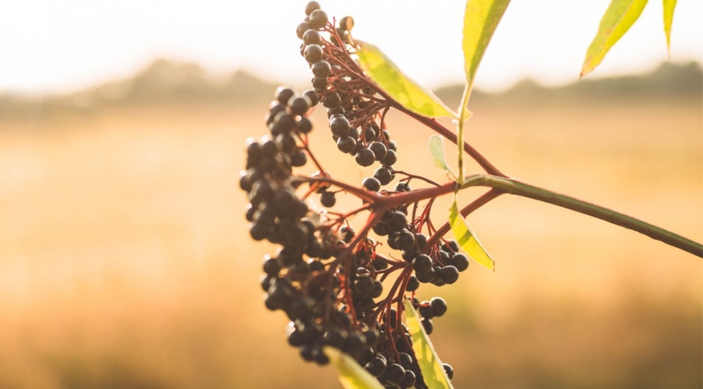 Clusters-fruit-black-elderberry.jpg